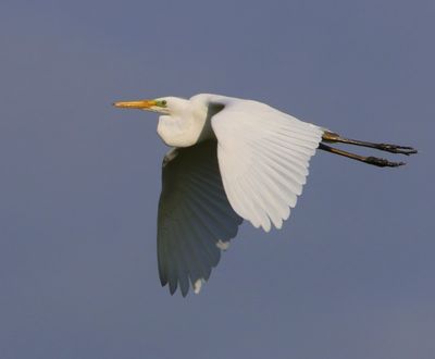 Grote Zilverreiger - Great Egret