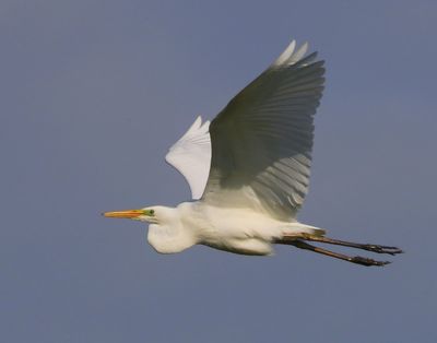 Grote Zilverreiger - Great Egret