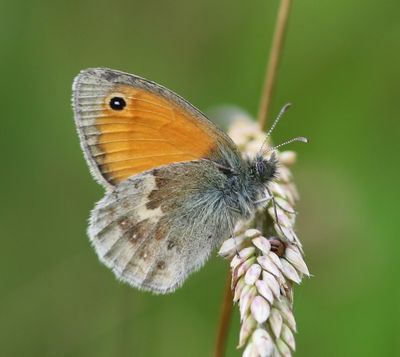 Hooibeestje - Small Heath
