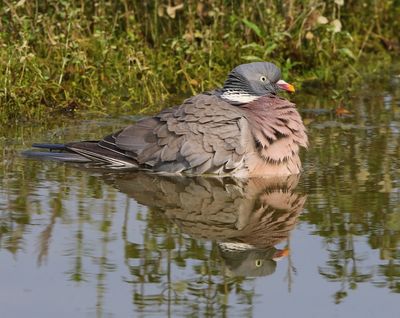 Houtduif - Common Wood Pigeon