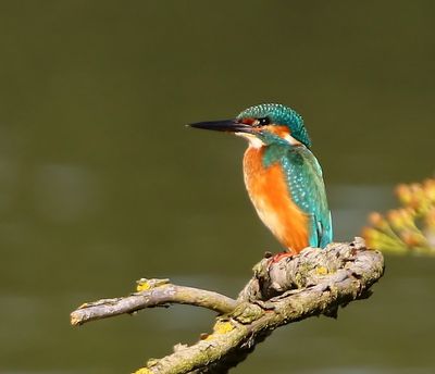 IJsvogel - Common Kingfisher