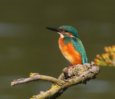 IJsvogel - Common Kingfisher