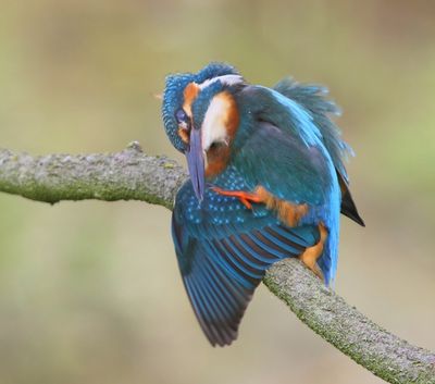 IJsvogel - Common Kingfisher