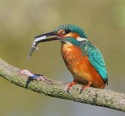IJsvogel - Common Kingfisher