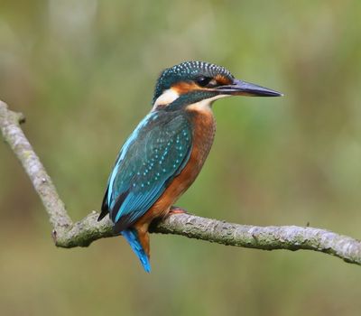 IJsvogel - Common Kingfisher