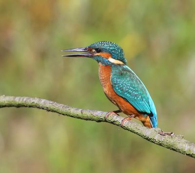 IJsvogel - Common Kingfisher