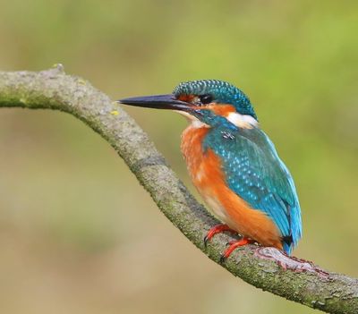 IJsvogel - Common Kingfisher