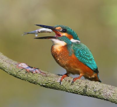 IJsvogel - Common Kingfisher