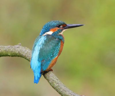 IJsvogel - Common Kingfisher