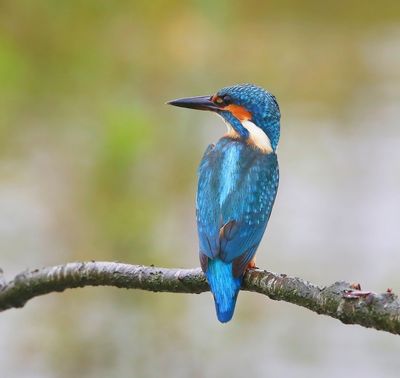 IJsvogel - Common Kingfisher
