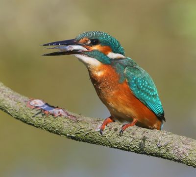 IJsvogel - Common Kingfisher