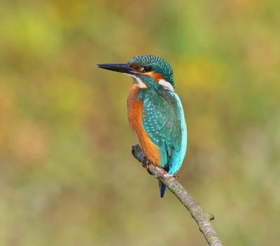 IJsvogel - Common Kingfisher