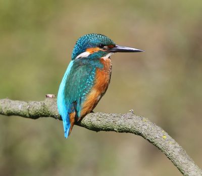 IJsvogel - Common Kingfisher