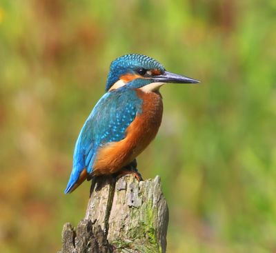 IJsvogel - Common Kingfisher