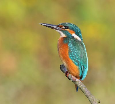 IJsvogel - Common Kingfisher