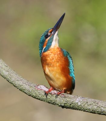 IJsvogel - Common Kingfisher