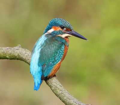IJsvogel - Common Kingfisher