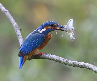 IJsvogel - Common Kingfisher