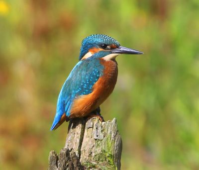 IJsvogel - Common Kingfisher