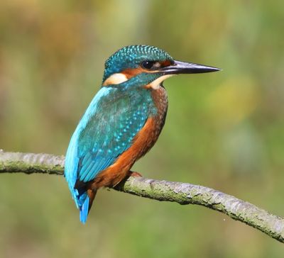 IJsvogel - Common Kingfisher