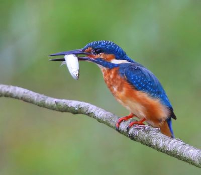 IJsvogel - Common Kingfisher