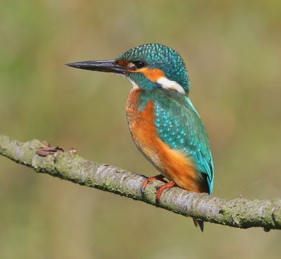 IJsvogel - Common Kingfisher