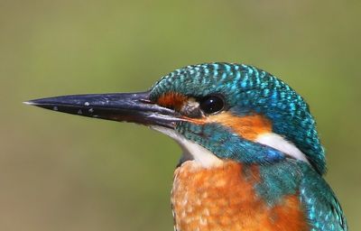 IJsvogel - Common Kingfisher