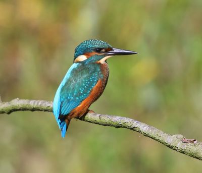 IJsvogel - Common Kingfisher