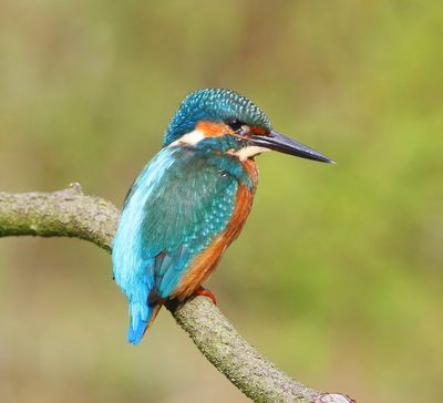 IJsvogel - Common Kingfisher