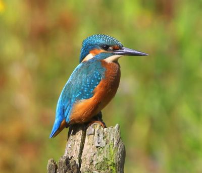IJsvogel - Common Kingfisher