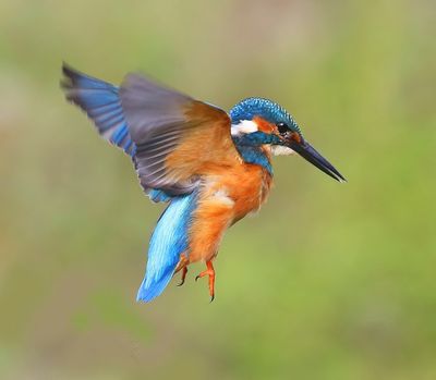 IJsvogel - Common Kingfisher