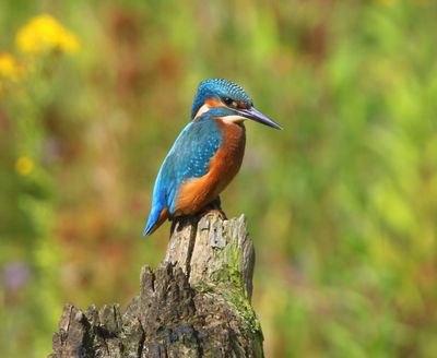 IJsvogel - Common Kingfisher