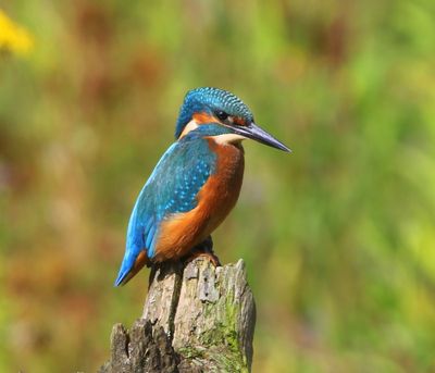 IJsvogel - Common Kingfisher