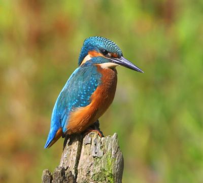IJsvogel - Common Kingfisher