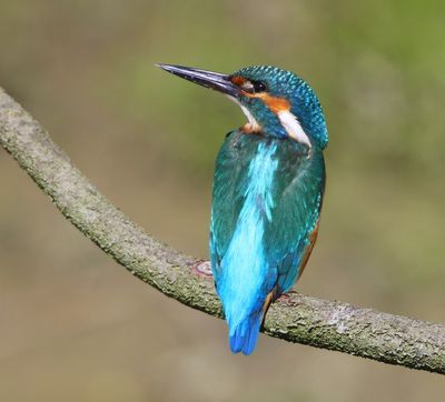 IJsvogel - Common Kingfisher