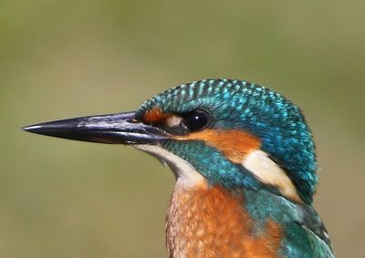 IJsvogel - Common Kingfisher