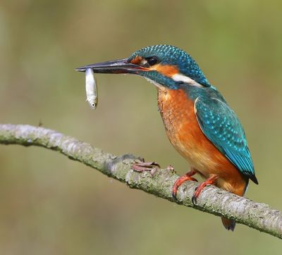 IJsvogel - Common Kingfisher