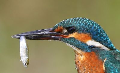IJsvogel - Common Kingfisher