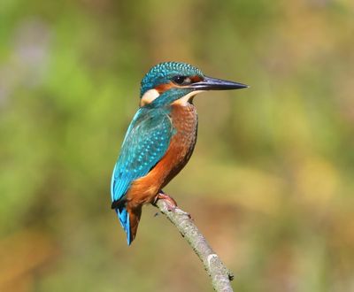 IJsvogel - Common Kingfisher