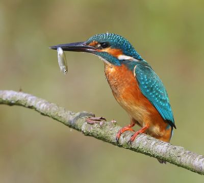 IJsvogel - Common Kingfisher