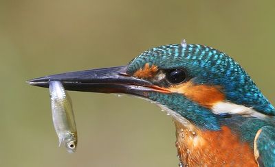 IJsvogel - Common Kingfisher