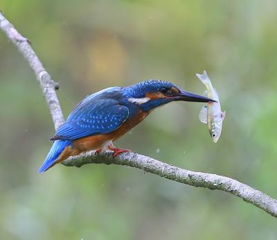 IJsvogel - Common Kingfisher