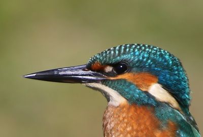 IJsvogel - Common Kingfisher