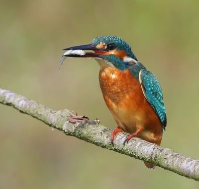 IJsvogel - Common Kingfisher
