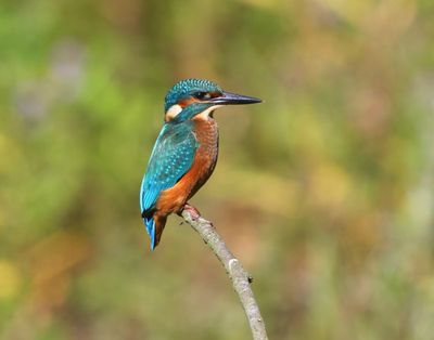 IJsvogel - Common Kingfisher