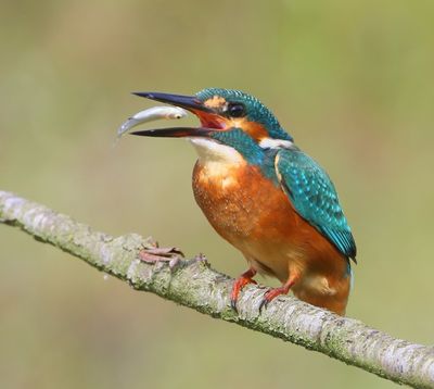 IJsvogel - Common Kingfisher
