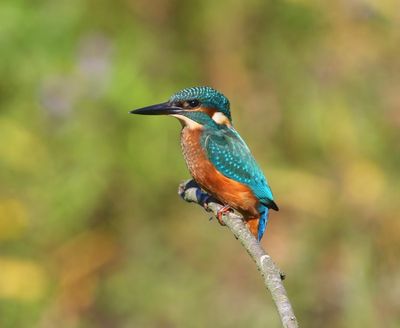 IJsvogel - Common Kingfisher
