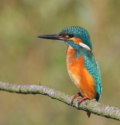 IJsvogel - Common Kingfisher