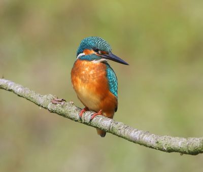 IJsvogel - Common Kingfisher