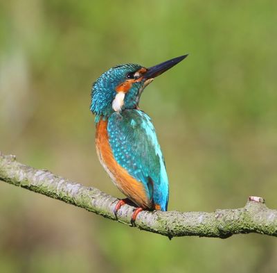 IJsvogel - Common Kingfisher